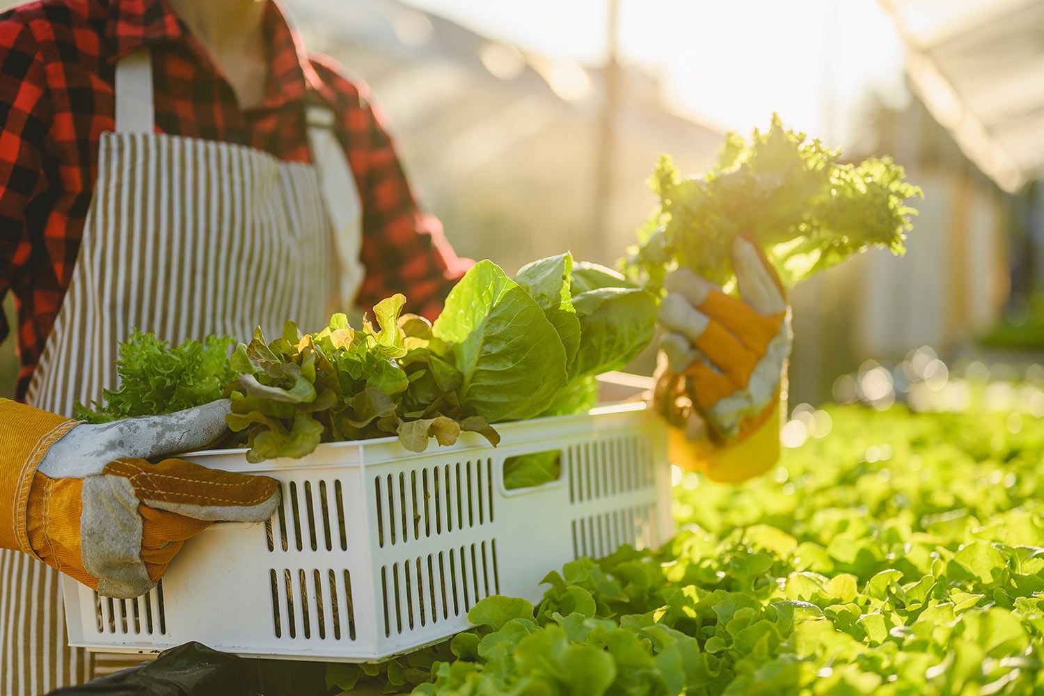Farmworker holding lettuce